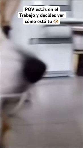 ¿Qué hace mi perro cuando no estoy? 🐶 (Spoiler: Me derrito) #shorts #viral