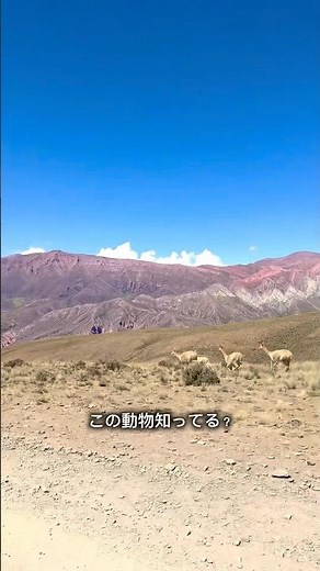 アルパカ、リャマは食える家畜。ビクーニャは野生で保護されてるらしい🦙 #バックパッカー #世界一周 #海外一人旅 #南米 #アルゼンチン