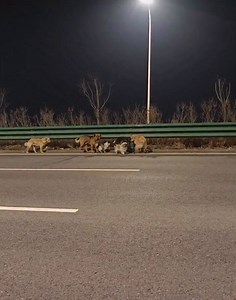 The greatest story ever told seven stolen dogs escaped an illegal truck led by a small corgi, and ran 17 km across highways and fields, against all odds to find their way home.Driven by loyalty and love