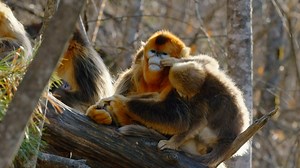 342K views · 3.8K reactions | Drones, thermal imaging, and AI facial recognition!  Scientists are hoping to make new discoveries on the golden snub-nosed monkey, also known as China Sichuan golden hair monkey, using these advanced technological tools. #Biodiversity #monkey | CGTN Global Watch | Facebook