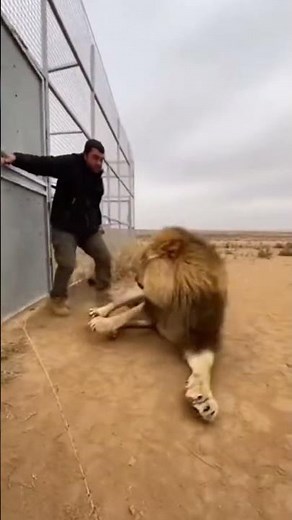 Controlled Lion Handling Explained | No Harm, Educational Video #WildlifeEducation #LionTraining