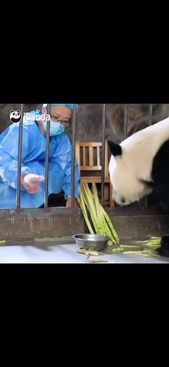 Panda's Baby Growth Story: A Journey of a Baby Panda