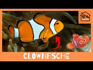 How do I keep clownfish in a saltwater aquarium?