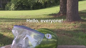 Meteorologist Randi Burns explodes a watermelon with rubber bands. | News Channel 3 WWMT TV