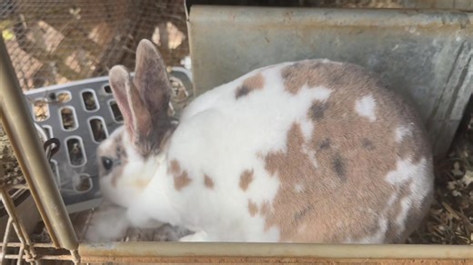 21 reactions | One of our Mini Rex does is pulling hair and staring to nest! I palpated (felt for babies) her a few days ago and she feels like she’s got a nice big litter in there!! Only males will be available - message for more info if your interested in one of these velvet snuggle bugs殺殺 | Channell Homestead | Facebook