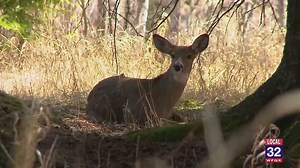 Chronic Wasting Disease Detected in Isabella County