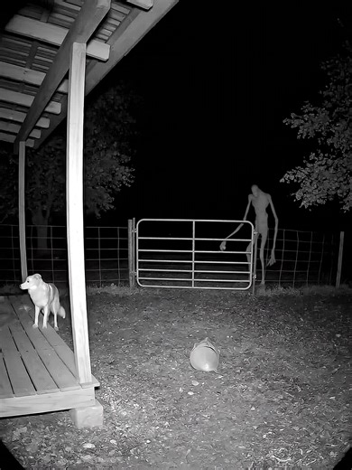 Night-vision security cam footage from a rural farmhouse backyard in the U.S. A dog stands guard… until a tall, crooked shadow (about 16 feet) lurches out of the darkness, snatches something from the porch, and bolts into the tree line. The dog instantly gives chase. No edits, no UI, just raw CCTV dread. Would YOU run after it? #CCTV #SecurityCamera #FoundFootage #AnalogHorror #NightVision #RuralHorror #CreatureSighting #BackyardHorror #ScaryTok #HorrorTok #CreepyVideo #Uncanny #UrbanLegend #Cry