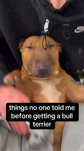 why did no one tell me!? | Bean Mini Bull