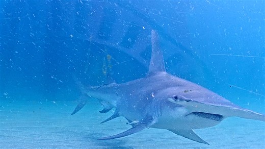 This month the camera view was… let’s just say extra textured. Between rough water, surge, and nonstop activity, visibility was low and the dome built up a solid coat of ocean grime. But once the waters finally calmed, we were able to get down there for a much-needed cleaning — and what a difference it made. Even through the haze, we watched something new unfold: hundreds of crabs covering the ocean floor. Spinner has never documented a crab turnout like this before, and they seemed to be everyw