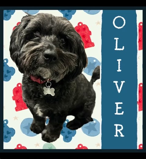 Meet “Oliver” (3 yr male Cocker Spaniel/Poodle mix). “Oliver” has been struggling with some anxiety and fear causing some reactivity issues. Today he had his first consultation appointment with Carol and did very well. Today’s lesson “Oliver” got acclimated to Carol, learned about reward marker training, and began learning some new skills. This little guy has a lot of behavior modification work in his future, but today was an excellent start! Looking forward to more lessons to help out this litt