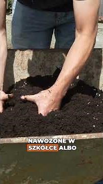 How to Plant Lavender? 💜 Step-by-Step | A Complete Guide