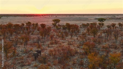 African elephants in the wild landscapes of Namibia, walking and interacting in their natural habitat.