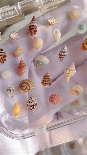 指尖上的海 我的迷你贝壳“Sea on My Fingertips” — My Mini Shell Collection#seashell