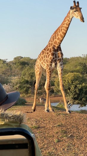 The size and grace of the tallest creature to walk on our planet is just beautiful to see! 🌍🙌🏻 #fyp #interestingfacts #africanwildlife | Brooke.Carter