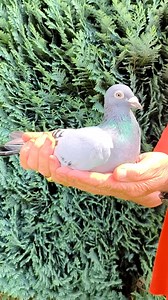 Jean-Pierre Palm shows his 'Olympic Bourges', BE16-1109229. Winner of 1. Belgian Olympiad bird cat. B Poznan 2019 and 2. best Bourges racer Belgium 2017 PIPA Ranking! 🤩 Up for auction on PIPA now is a top selection, featuring, among others, super racer ‘568/22,’ a grandson of Porsche 911 x Olympic Bourges, as well as offspring of Olympic Romain, Olympic Bourges, and young pigeons from children of these icons. | PIPA