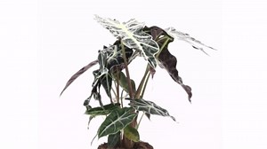 American Plant Exchange Alocasia Polly African Mask – 6-Inch with Pot – Live Easy Care Tropical Houseplant, Air Purifying Foliage for Home, Office, or Indoor Garden Decor