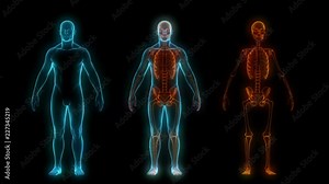 Rotating Male body scan with musculoskeletal system. Seamless loop.