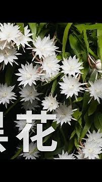 從小苗開成花瀑佈，曇花栽培要點全攻略
