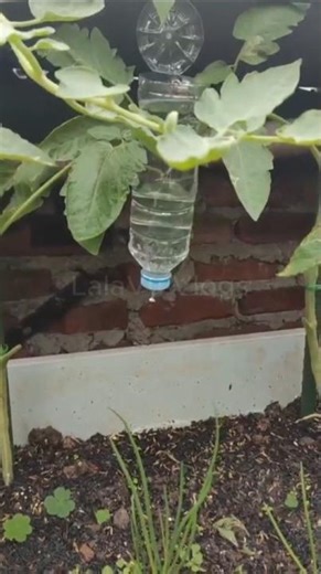 Easy DIY Automatic Watering System Using a Plastic Bottle
