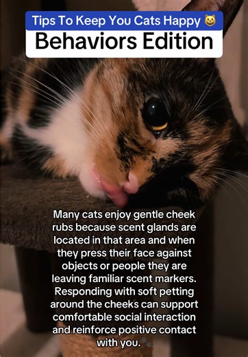 Understanding Cat Cheek Rubbing and Its Benefits