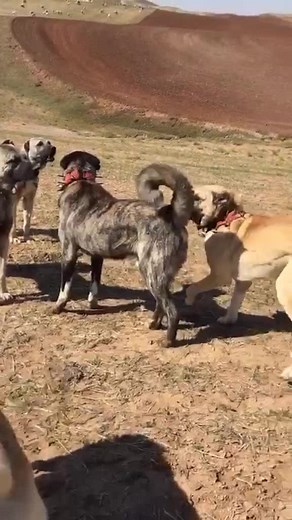 Omid Rasuli TikTok'ta