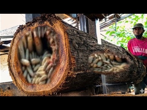The Mystery of the 'Living Wood': What's Really Going on Inside This Tree Trunk?