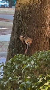 It’s rare for us to see chipmunks in our parts. This one lives right outside of our dining room window. We just love watching it. I wonder if this is Simon, Alvin or Theadore?😁 | Kathy's Southern Kitchen
