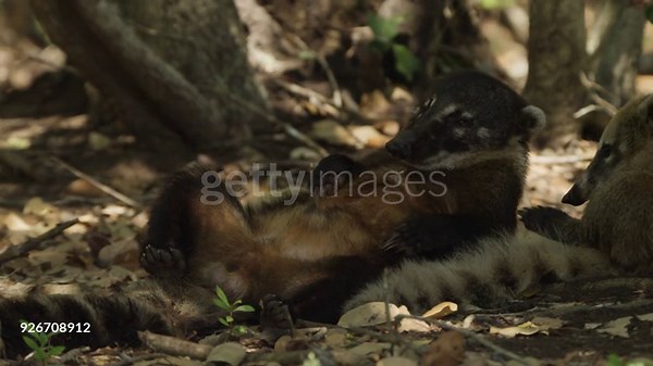 Coati lies on back and grooms itself.