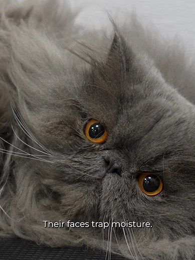 Persian Cats: The Ultimate Guide for Cat Lovers