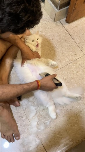 Coco grooming day #shorts #cat #pet | Review reloaded