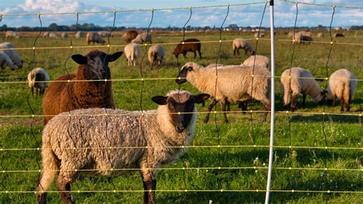 Cum să proiectezi un gard electric pentru animale: 6 pași principali