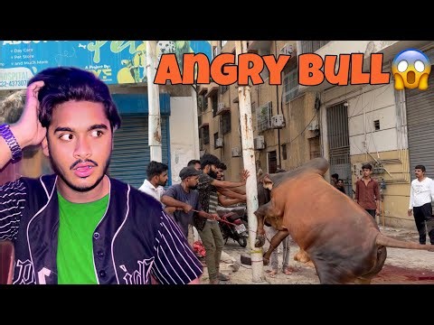 Angry Bull Attacked Everyone😡😱| Qurbani Gone Wrong