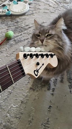 My Cat Judges My Guitars #guitar #guitarist #cat #cats #music #comedy