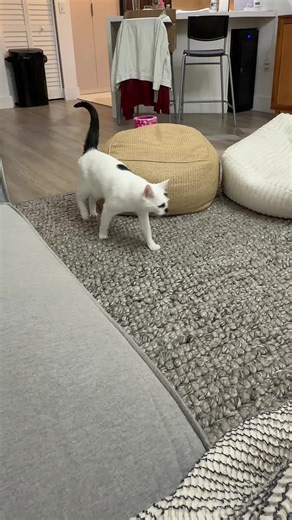 Talkative Cat Conversations: Meet My Little Princess