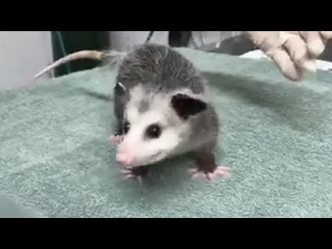 LIVE: Rescued Baby Opossums Get Check Up Before Release at Wildcare | The Dodo LIVE