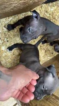 •••JEALOUS RAGE•••