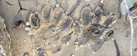 Wildlife Tracks & Sign Online Courses