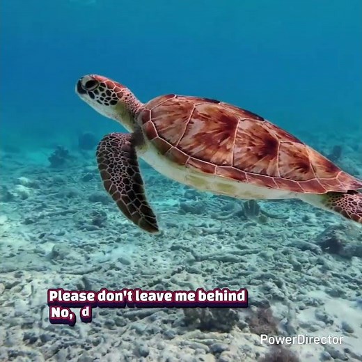 Ocean Deep Song by Cliff Richard #subscribe