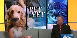 Pet Vet: Cognitive Dysfunction Syndrome