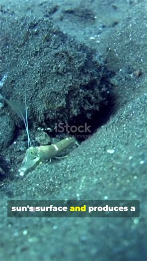 The Pistol Shrimp – The Loudest Animal in the Ocean.