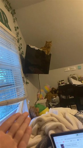 How to Stop a Destructive Cat from Breaking Everything | Cat TV Tips