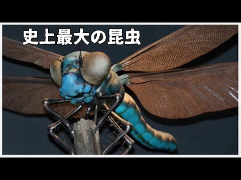 【ゆっくり解説】史上最大の昆虫メガネウラ