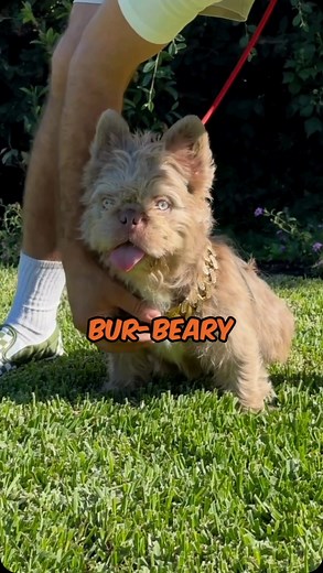 Bur-Beary 🐾French Bulldog 🧬Teddy bear Isabella 🏠Owner @socal_fluffy_frenchies If you’re interested in content like this & collaborating with us Drop us a DM @pawpointuk ➖ ➖ #fluffyfrenchie #frenchbulldog #frenchie #frenchbulldog | PAW POINT UK