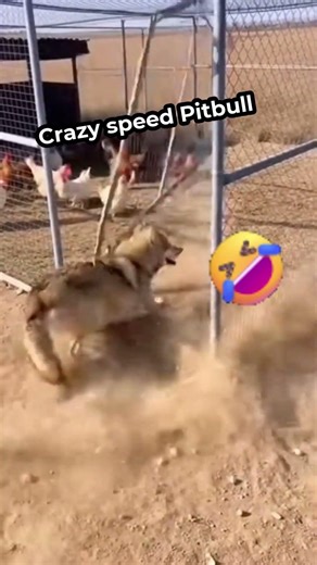 Chicken Thief Gets Instant Regret 😳