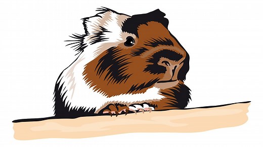 EYFS: Listen and Play - Pets