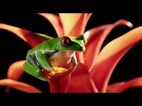 Red-Eyed Tree Frog in Slow Motion | Slow Motion Wild Animals | Love Nature