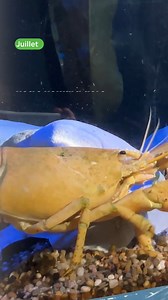 L’année 2025 a été pleine de surprises à l’Aquarium! Revoyez en vidéo nos moments marquants avec nos animaux. 🎥🐾🦭🦞🐢🤿 | Aquarium du Québec