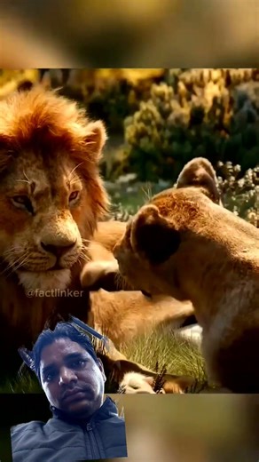 #amazingfacts#wildcats#motivation #liontiger#tiger#wildanimals#animals #lion#bigcats #funny#lionlove