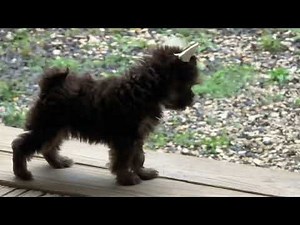Yorkie puppy playtime, Parti Chocolate Yorkie puppy Texas