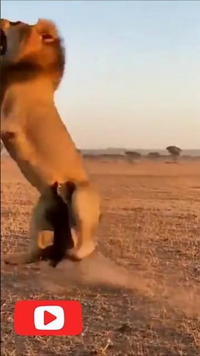 honey badger vs lion